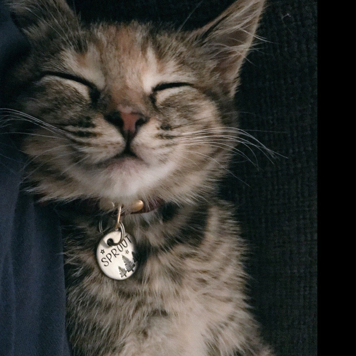 Personalized cat id tag